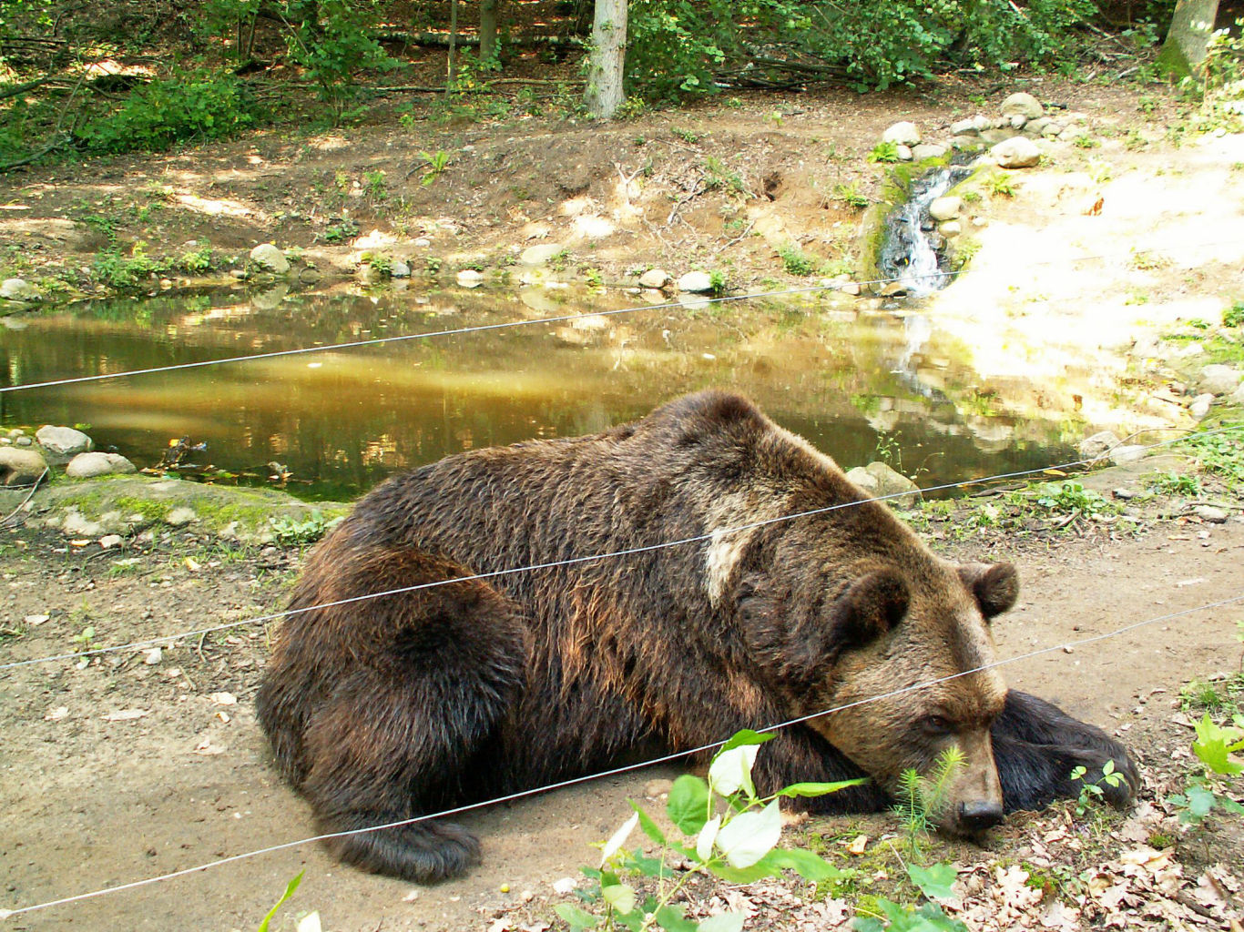 Bärenwald Müritz Bärenwald Müritz