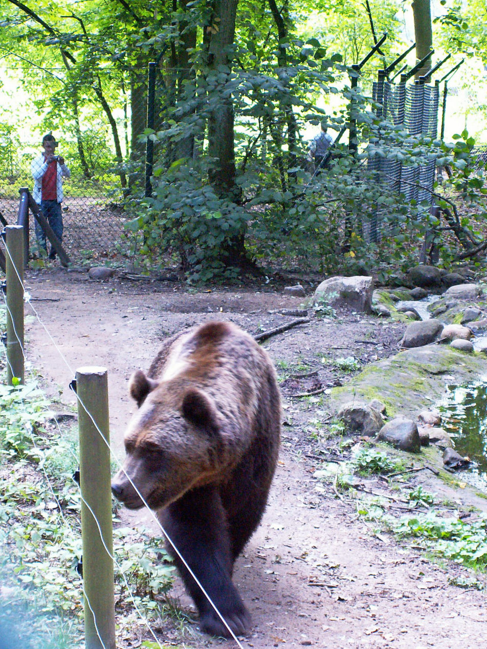 Bärenwald Müritz in Stuer Bärenwald Müritz in Stuer