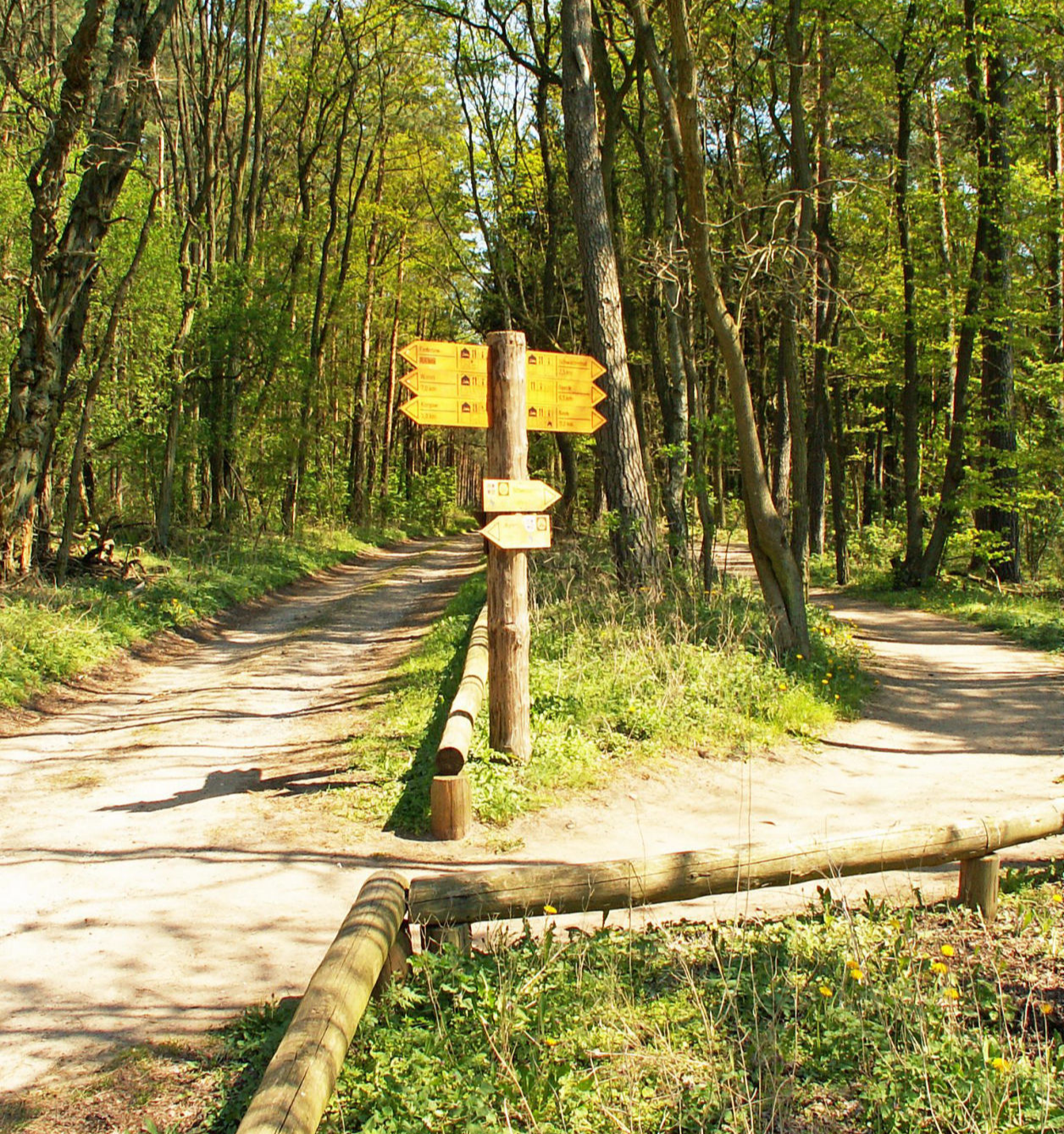 Wanderweg im Müritz-Nationalpark Wanderweg im Müritz-Nationalpark