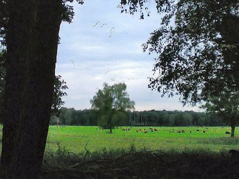 Kranichrast im Müritz-Nationalpark Kranichrast im Müritz-Nationalpark
