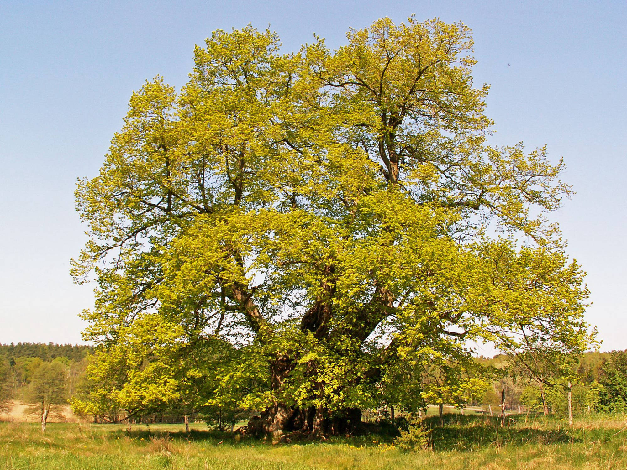 Müritz-Nationalpark- Sommerlinde in Speck