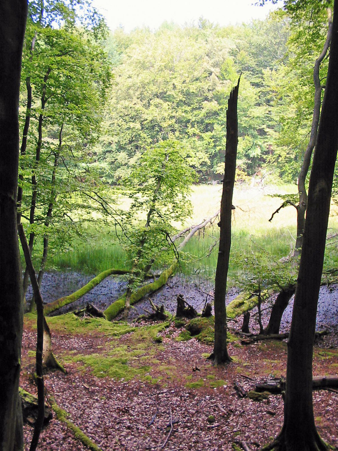 Buchenwälder des Nationalpark Jasmund